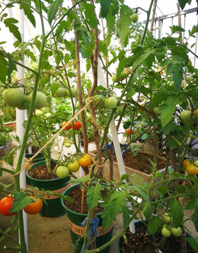 日元贬值物价暴涨 芒果100元一个 阳台种菜走俏!日本央行快顶不住了