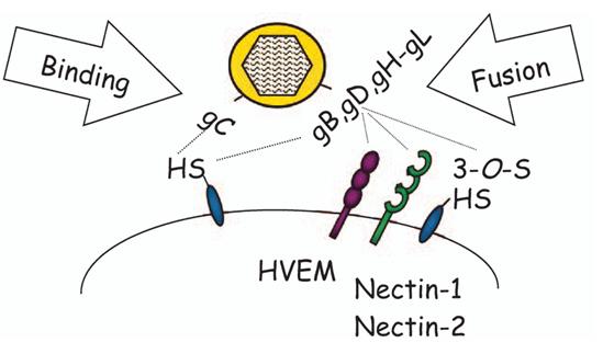 艾美疫苗/百克生物Ⅱ型单纯疱疹病毒mRNA疫苗获批临床试验